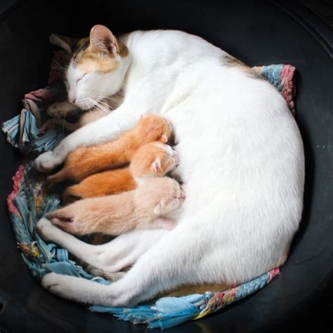 bir dişi kedinin hamilelik süreci kaç gündür